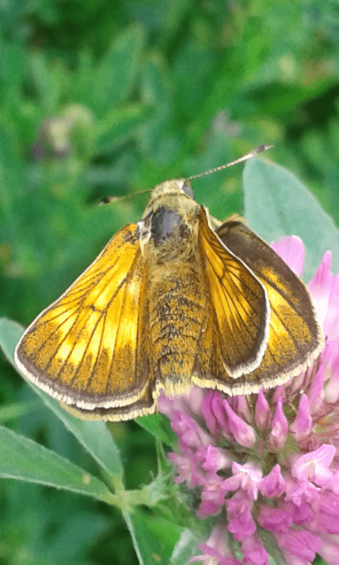 femmina di Ochlodes sylvanus (Hesperiidae)? S